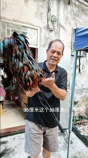 Handcrafted Chinese Feather Duster | Traditional Folk Craft, Stunning Colors, Home Décor