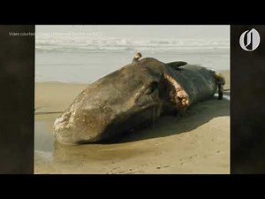 A sperm whale carcass was blown up on the Oregon coast 50 years ago