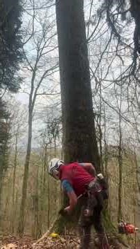 Kako zaista izgleda život drvosece