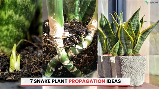 7 creative snake plant propagation methods that actually work