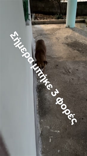 Τους έδωσα κονσέρβα… και ο καφές το πήρε προσωπικά 😅 3 φορές μέσα απ’ τα κάγκελα σήμερα! Στο βίντεο τον βγάζω έξω 2 φορές — η πρώτη “εισβολή” είναι στο πρωινό ποστ. Όταν μάθουν ότι έχει καλό φαγητό, δεν κρατιούνται…#Rur#RuralTechLabυ#σκυλιαε#αδεσποταρ#χωριοgsoftiktok