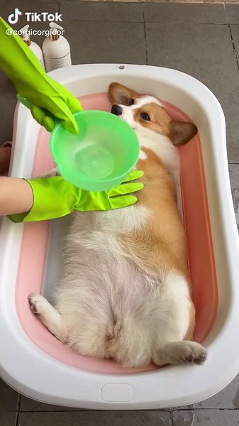 Enjoy the bath #pet #dog #decompress #bath