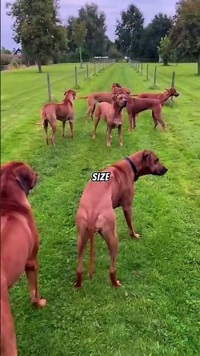 This Dog Was Never Meant to Back Down