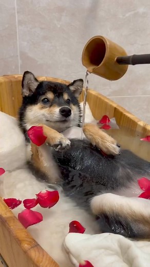 小狗玫瑰水疗 #littlemanyu #cute #asmr #dogsofinstagram #shibainu | Dogs care