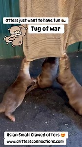 😍Otters😍 Asian Small Clawed Otters are the smallest otters in the world. They maybe small but they have BIG personalities 🐾 Our otters love to play tug of war as part of their enrichment plan! Playing and using natural instincts they critters are excellent predators 🌟 #foryoupageシ #familyfun #handsonlearning #otters #TooCute #tugofwar #tugofwarchallenge #TugOfWarChampions | DeYoung Family Zoo