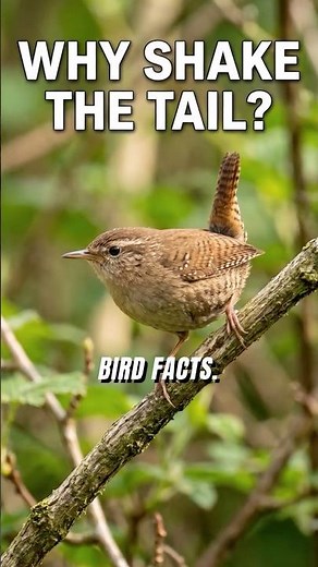 Birds Flick Their Tails for This Reason #BirdBehavior #WildlifeFacts #NatureShorts