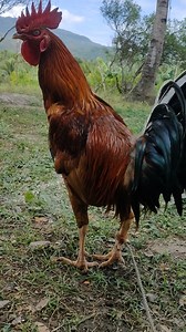 Asil roo pang upgrade ng mga alaga nyo | Gonzales Farm | Facebook