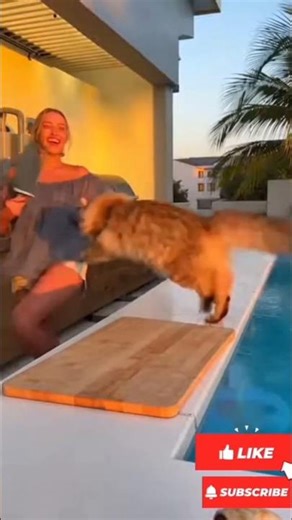 cake and cats #CatVsCake #cat #catlovers #imut #funny #ngakak #imut #gemes