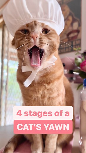 102K views · 181 reactions | Why is stage 3 so terrifying though  #catyawn #funnycats #adorablecat #gingercat #catfacts #catlover #catsofaustralia #weeklyfluff | Princess Honeybelle | Facebook