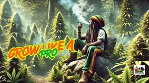 Best Cannabis Strains for Pain Relief in 2025 Top Picks for Natural Relief