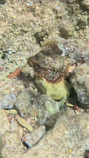Scorpionfish Explosion Off the Seafloor 🐟💥🌊