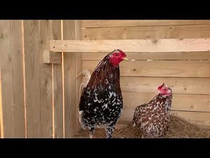 American Gamefowl Morgan whitehackles