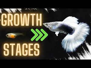 Guppy Fish Care – Guppy Fish Growth Stages