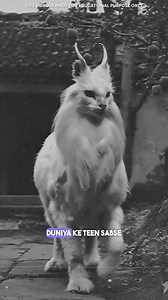 6M views · 135K reactions | 3 Most Dangerous Animals 勞 #sciencefacts #facebookviral #trendingreels #viralreels #foryou | Cosmic Area | Facebook