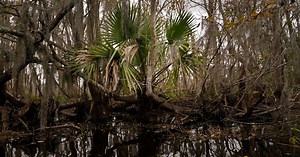 To save a dying swamp, Louisiana aims to restore the Mississippi River’s natural flow