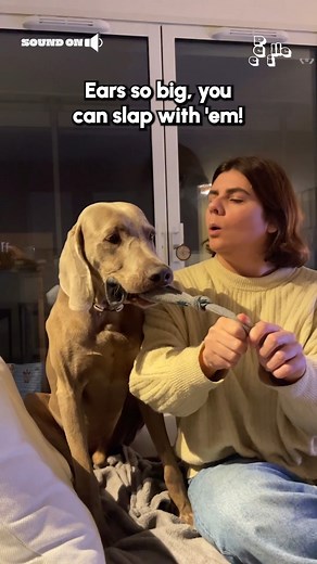 Watch out or you get the ears!💥🤪🐶 (Via - Loustau M.) #Dogs #Funny #Weimaraner #DogMemes #FunnyDogs | Try Not to Laugh