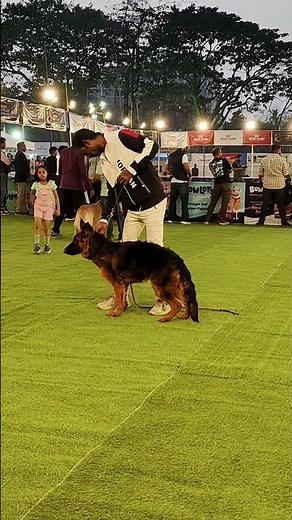 BROWNEY - 7 MONTH LONG COAT GSD AT CKC DOG SHOW #germanshepherd #gsds #dogsofyoutube
