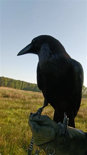 97K views · 4.7K reactions | Irrational fear Knowing other raven...