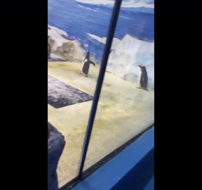 China: Penguin’s Lightning-Fast Dive Amazes Viewers in Jiangsu Zoo