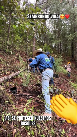 ¡SE MERECEN UN APLAUSO! 👏🌲🇲🇽 Los campesinos del programa Sembrando Vida en Guerrero están haciendo una labor ejemplar al reforestar y proteger nuestros bosques.