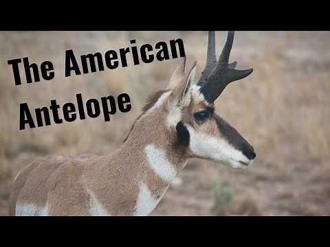 The Pronghorns and their Extinct Relatives