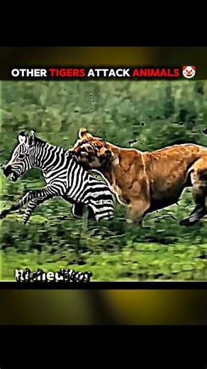 Last animal reflex 🥶🔥💀 #shorts #edit #sigmaedit