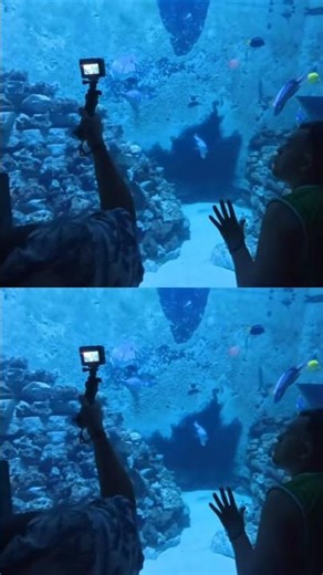 Aquarium at SeaWorld Orlando 🐠✨ | Ocean Life Up Close