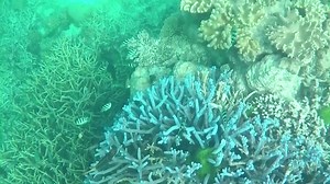 5.7K views · 75 reactions | Hydrus, an underwater drone, is utilizing AI to investigate coral reefs. Marine scientists will use Hydrus for precise and frequent surveys to understand the impact of climate change on the world's largest reef ecosystem. | Reuters | Facebook