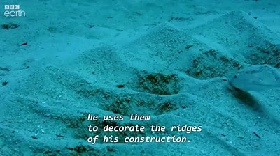 3.4M views · 82K shares | You will never look at a fish in the same way. Incredible! Credit: BBC Earth | Awesome Animal Videos | Facebook