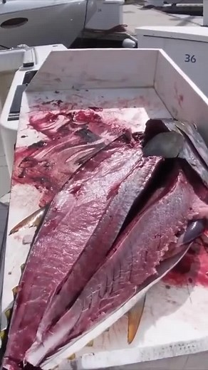 23K views · 248 reactions | How to Fillet a Yellowfin Tuna Part 7  #fishing #fishfillet #filletafish #howtofilletafish #yellowfintuna #cuttingfish | Your Saltwater Guide | Facebook