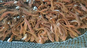 10K views · 153 reactions | ✅আমরা উৎকৃষ্ট মানের ব্রোড মাছ থেকে নিজস্ব...