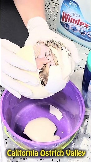 Baby Ostrich Hatching