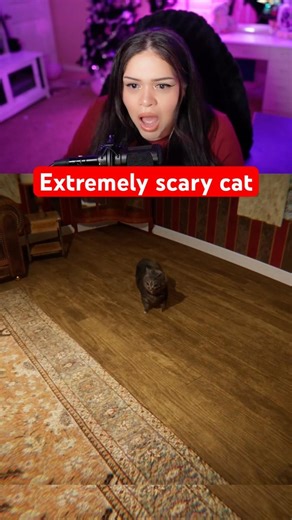 This cat is out of control! #oiioiicat #horrorgame #indiegame #scarygame #funny #gaming #gameclips