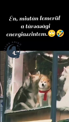 Balos Anikó on Reels