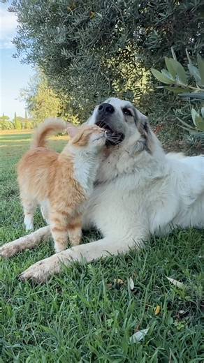 Between my dog and my cat, that's Amore! 🐶❤️🐈‍⬛