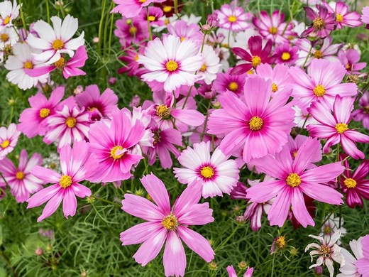How To Grow Cosmos - Bunnings Australia