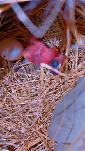 java chick 🐣 #javasparrow #javabreeding