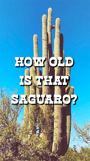 Have you ever wondered: how old is that saguaro? There are so many variables like water availability and there is varying information out there but I have compiled generalizations to help you identify how old a saguaro is! 🌵 Saguaros are very slow growing, especially in early life. 🌵 The oldest recorded saguaro was estimated to be 300 years old. 🌵Saguaros develop their first arms between 60- 80 years old and can grow arms quicker after that. 🌵They lose the spines on their lower trunk around 