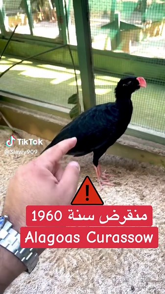 طائر قرار ألاغواس - منقرض من البرية