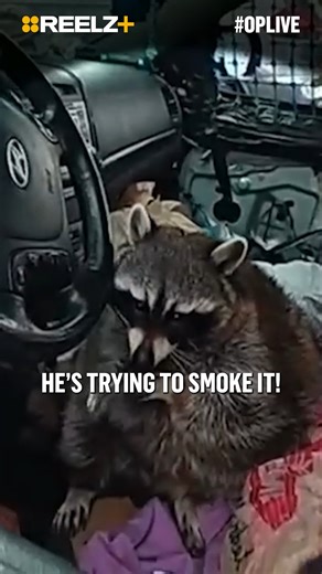 This Wild Raccoon Has Everyone Talking #OPLive #OPNation #REELZ | REELZ