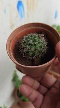 🌿 Jade Plant – The Best Low Maintenance Indoor Plant | Minimum Care, Maximum Growth! 🌱 #shots