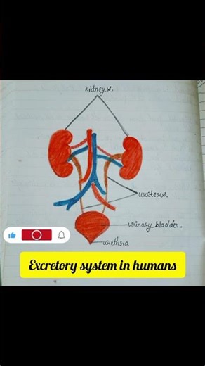 #excreatory system in humans #biology #humananatomy
