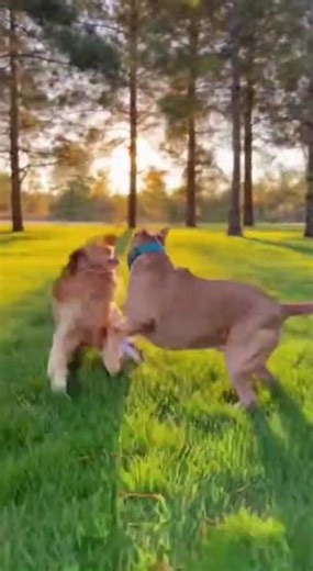 Two Happy Dogs Running Together 🐶💨 | Cutest Dog Moment Ever