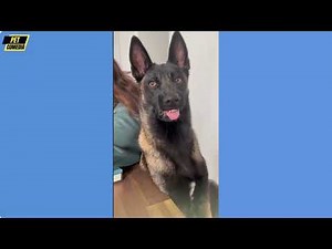 Hilarious Funny Dog Compilation| Cutest and Funniest Dogs Ever! Compilation #117 | Pet Comedia