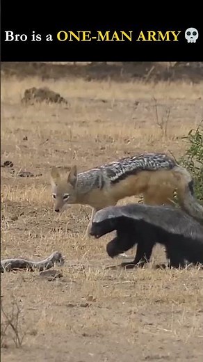 Honey Badger Fights Python and Jackal at the Same Time! 🤯 #shorts #wildlife