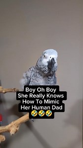 232K views · 4.9K reactions | Mimicking Her Human Dad  #pet #animals #birds #funny #cute #talkingparrot #cosmothefunnyparrot #parrot #Amazing | cosmothefunnyparrot | Facebook