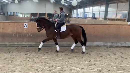 Indoor Equestrian Skills: Riding a Dark Brown Horse