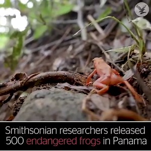 Researchers release 500 endangered frogs in Panama | The Independent