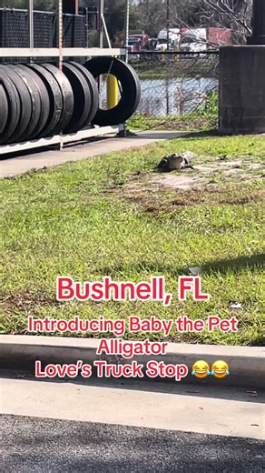 Meet Baby the Pet Alligator at Love’s Truck Stop