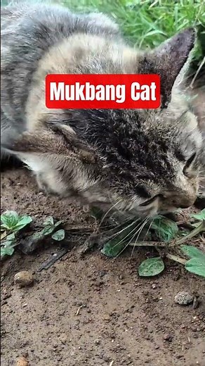 ASMR Wild Cat Enjoys Fresh Fish Meal.